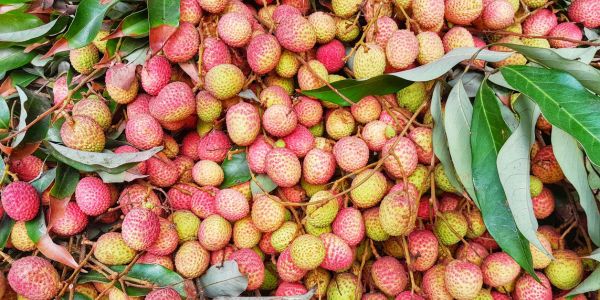 লালমনিরহাট লিচুর বাজারে সরবরাহ কম, দাম বেশি